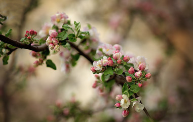Spring. Apple blossom in the garden