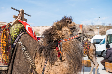 Camel for tourist at the Uchisar castle, the highest peak in the region and the most prominent land formation in Goreme, Cappadocia,Turkey.