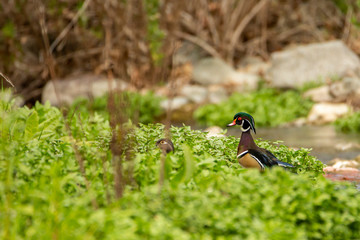 Wood Duck