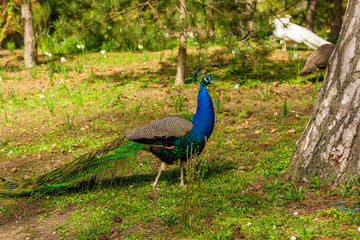Obraz premium peacock in the park