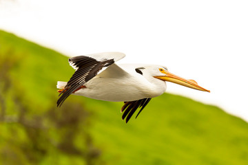 American White Pelican