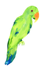 Eclectus green noble parrot isolated on white, watercolor illustration bird of australia.