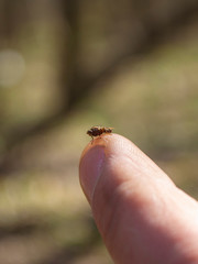 fly on the finger