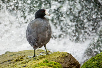 American Coot