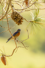 Western Bluebird