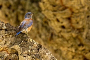 Western Bluebird