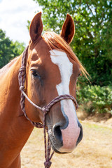 Tête d'un cheval alezan