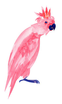 pink cockatoo parrot with crest isolated on white. Watercolor galah sits with folded wings. beautiful watercolor bird illustration.