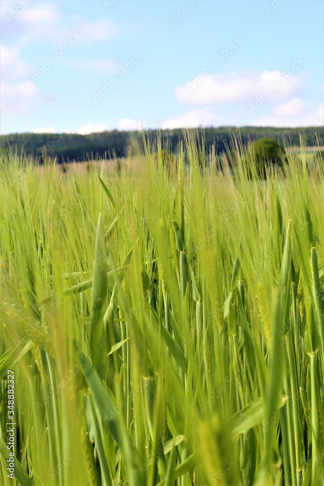 Canvas Prints green grass and blue sky