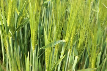 green wheat field