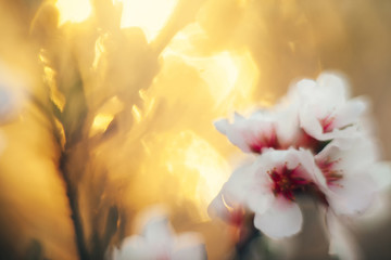 Cherry flowers shot with soft focus lens