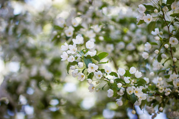 Pink flowers and bud of Wild Apple tree. Spring background with Apple tree blossom. 