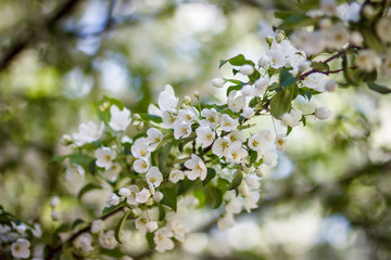 Pink flowers and bud of Wild Apple tree. Spring background with Apple tree blossom. 