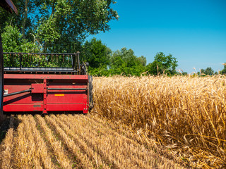Wheat harvesting in the summer. Red harvester working in the field. Golden ripe wheat harvest...