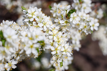 A blooming apple trees in spring.  Blossoming apple orchard in spring. Russia, Europe. Beauty world.