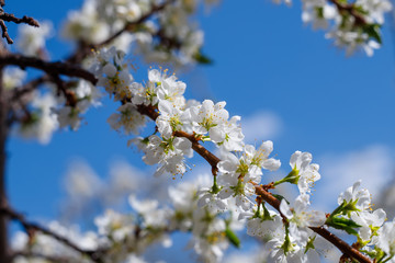 Branch blossom apple tree and blue sky. White Spring Blossoms of Cherry. Flowers Outdoor