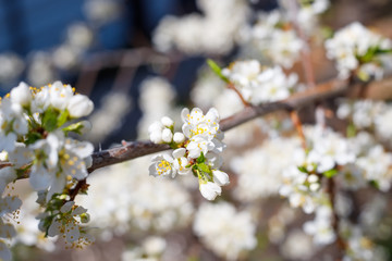 Pink flowers and bud of Wild Apple tree. Spring background with Apple tree blossom. 