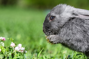 A gray rabbit is sitting on the green grass.