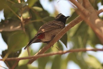 Taj Mahal, Agra, India