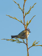 A House Sparrow (Passer domesticus) 