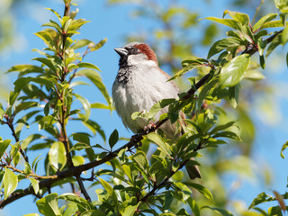 A House Sparrow (Passer domesticus) sits in a green leafy tree.