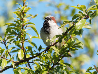 A House Sparrow (Passer domesticus) sits in a green leafy tree.