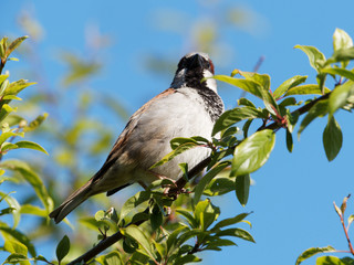 A House Sparrow (Passer domesticus) sits in a green leafy tree.