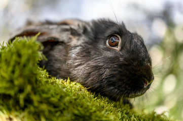 Black domestic rabbit walks on the green grass.