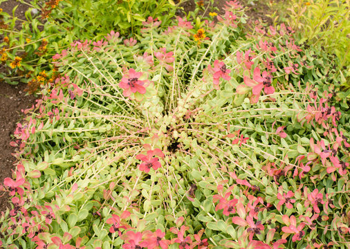 Rhodiola rosea