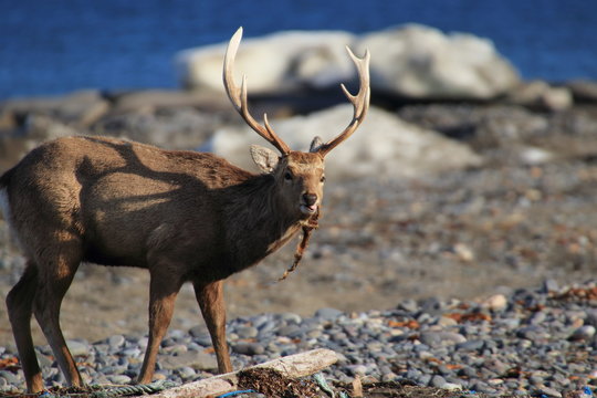 Deer Eating Seaweed