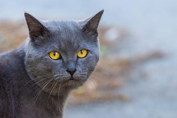 Naklejka na ściany i meble British shorthair cat, domestic cat, neutered cat in outdoor