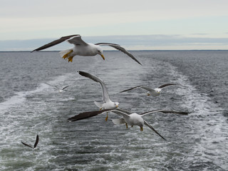 Fototapeta na wymiar seagull, gull