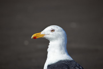 Seagull Portrait