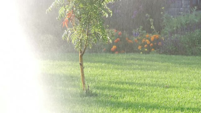 Sprinkler watering the lawn and garden. Rowan wet from the rain is lit by bright sunlight. Sunny summer day in the park. Foliage and flowers are lit by the sun.
