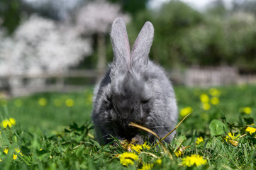 A gray rabbit is sitting on the green grass.