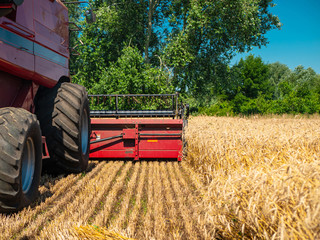 Wheat harvesting in the summer. Red harvester working in the field. Golden ripe wheat harvest...