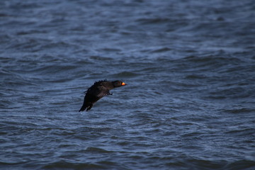 black scoter flying on the sea