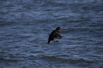 black scoter flying on the sea
