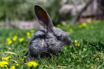 A gray rabbit is sitting on the green grass.