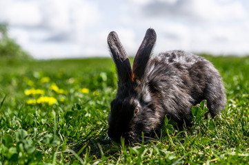 Black domestic rabbit walks on the green grass.