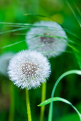 Close up of the dandelion on the green background.