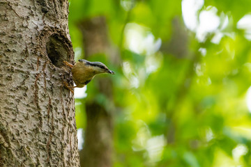nuthatch bird on a tree
