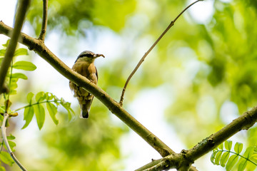 nuthatch bird on a branch