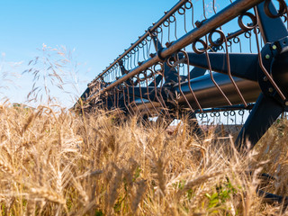 Wheat harvesting in the summer. Red harvester working in the field. Golden ripe wheat harvest...