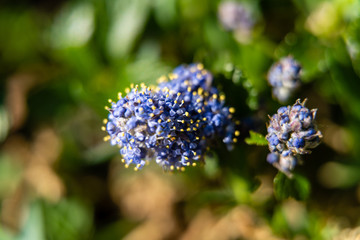 close up of a blue flower