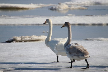 swans walking on the ice