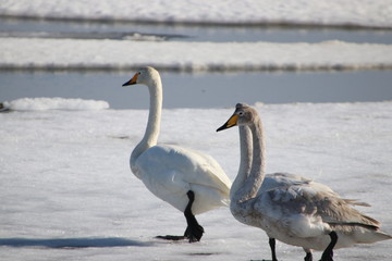 swans walking on the ice