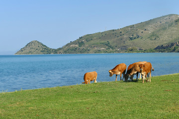 Domestic cow calves eating green grass on sea coast, Greece