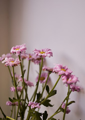 Obraz premium flowers