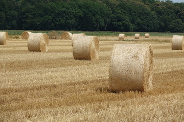 Rundballen auf einem Getreidefeld
